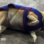Paws at the Polls: Delhi’s Fat Dogs Become Unlikely Election Icons