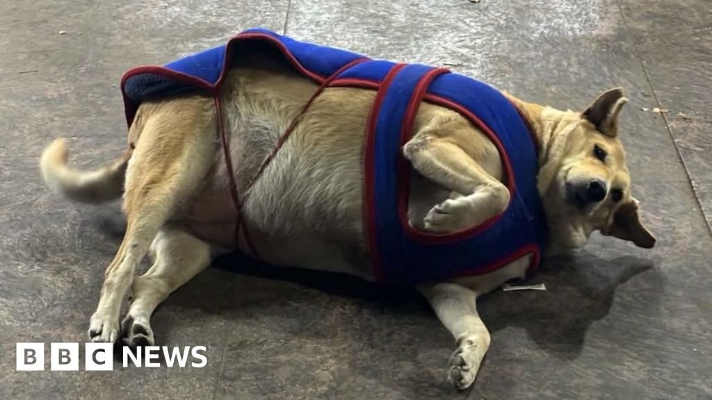 Paws at the Polls: Delhi’s Fat Dogs Become Unlikely Election Icons