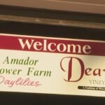 Petals Fall on a Legacy: Amador Flower Farm to Close After 30 Blooming Years