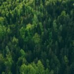 Pinol’s Green Campaign Plants 3,000 Pines Across Four States