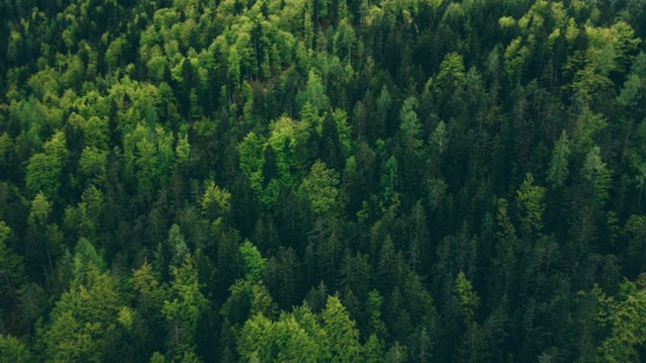 Pinol’s Green Campaign Plants 3,000 Pines Across Four States