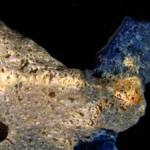 Plasticoral: The Synthetic Hybrid Forging a Toxic New Era for Our Oceans