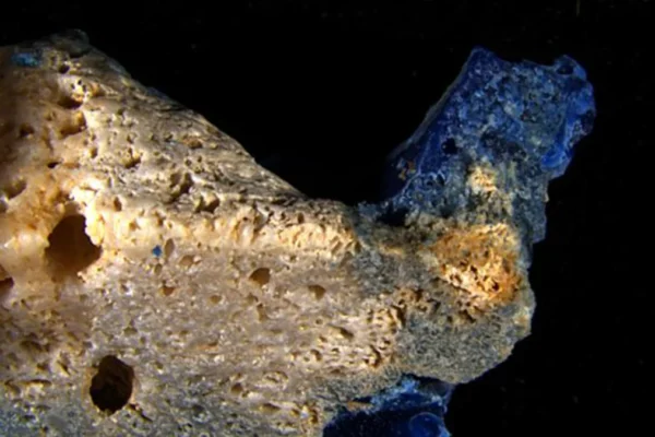Plasticoral: The Synthetic Hybrid Forging a Toxic New Era for Our Oceans