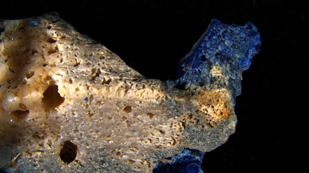 Plasticoral: The Synthetic Hybrid Forging a Toxic New Era for Our Oceans