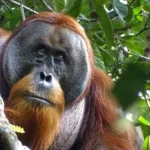 Primate Peril: Odisha Orangutan Rescue Unmasks Shadowy Wildlife Trafficking Ring