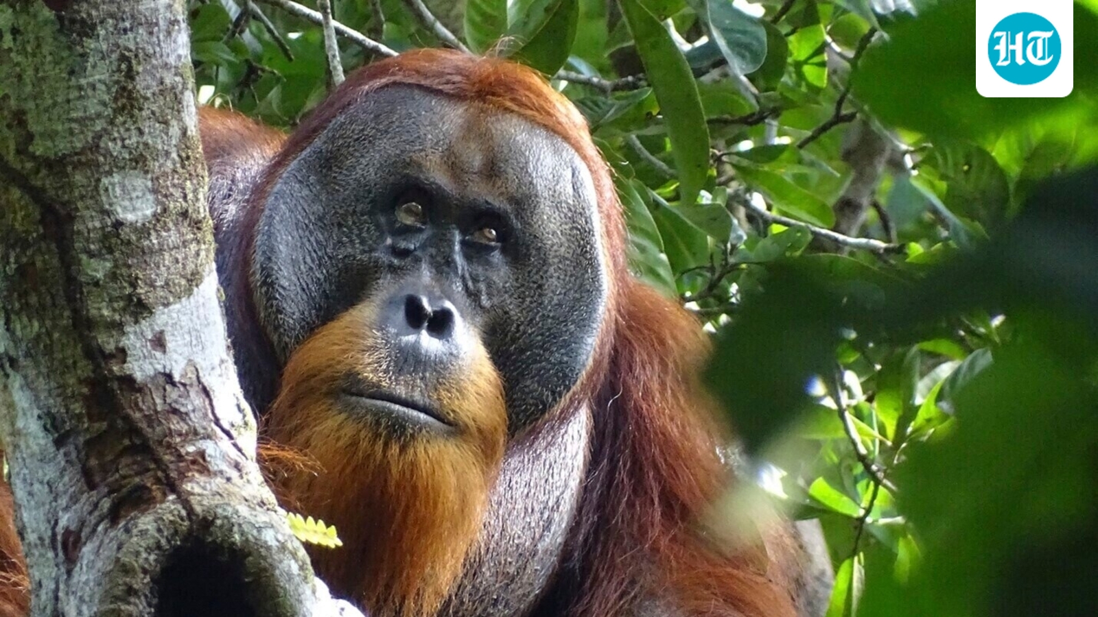 Primate Peril: Odisha Orangutan Rescue Unmasks Shadowy Wildlife Trafficking Ring
