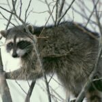 Rabid Encounter: Pocatello Man Left Scratched After Brazen Raccoon Ambush