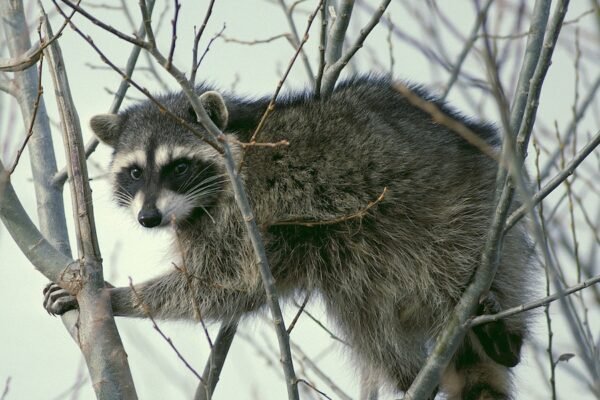 Rabid Encounter: Pocatello Man Left Scratched After Brazen Raccoon Ambush