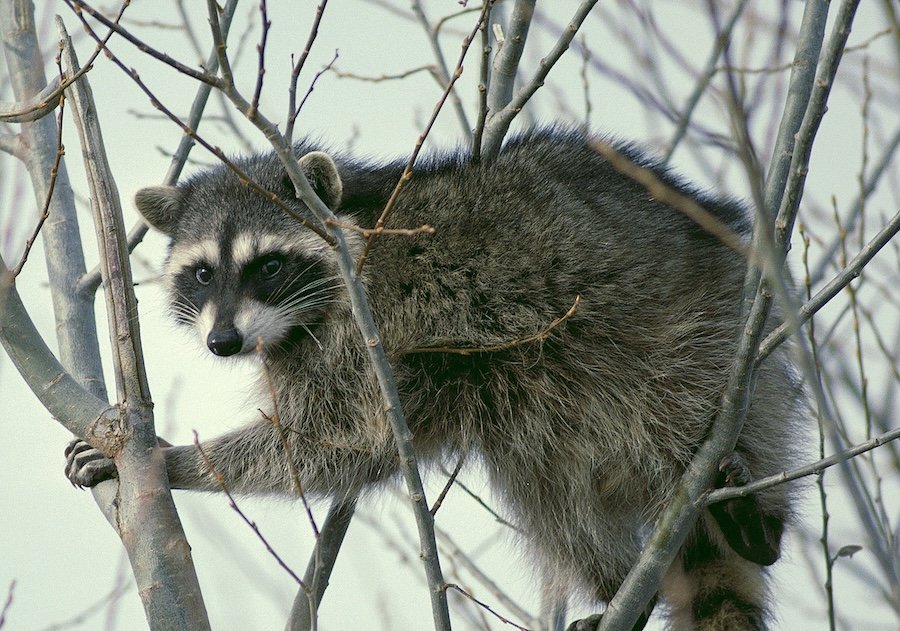 Rabid Encounter: Pocatello Man Left Scratched After Brazen Raccoon Ambush