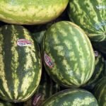 Road to Recovery: Aloun Farms Fights to Reconnect Kauai After Hurricane Lowell’s Multimillion-Dollar Devastation