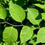 Root Cause: The Common Garden Plant That Could Cost You £30,000