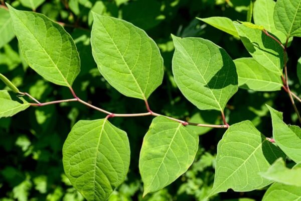 Root Cause: The Common Garden Plant That Could Cost You £30,000