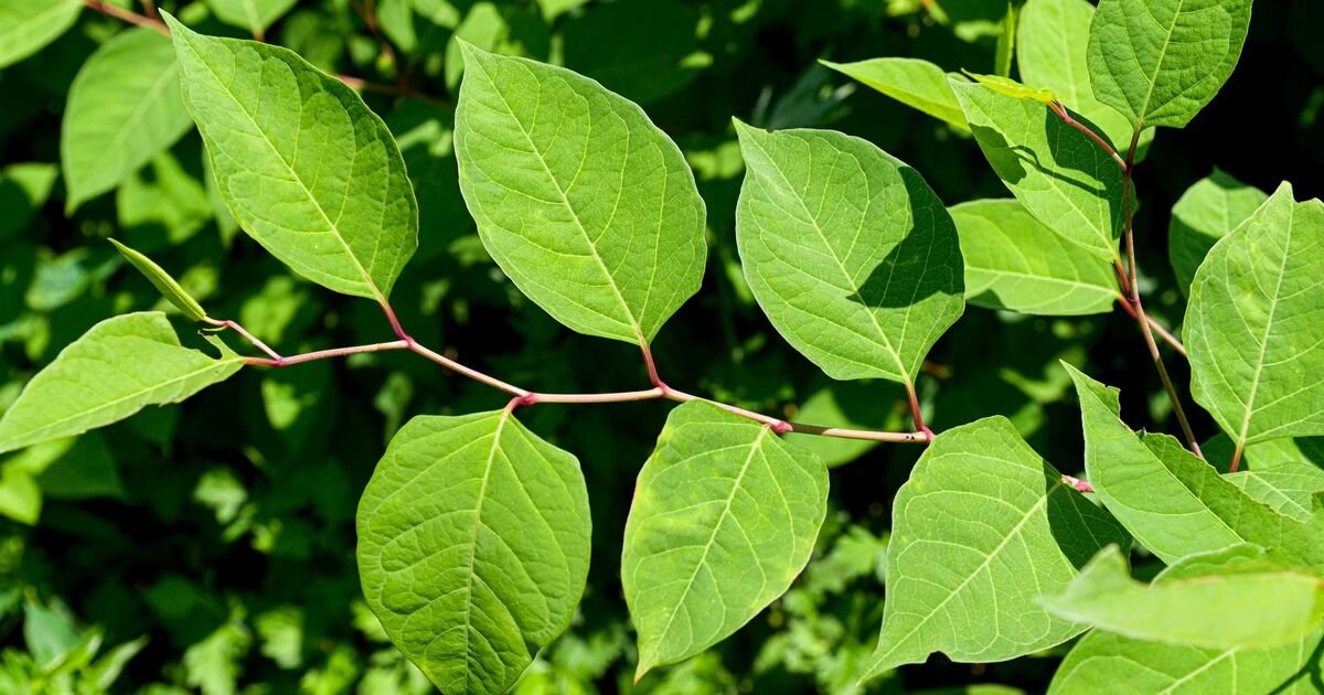 Root Cause: The Common Garden Plant That Could Cost You £30,000