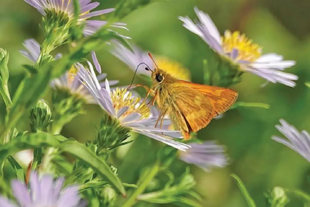 Rooted in Resilience: Ladysmith Garden Club Cultivates a Greener Future