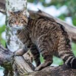 Scotland's wildlife misses out on millions in species recovery funding as environment agencies are merged