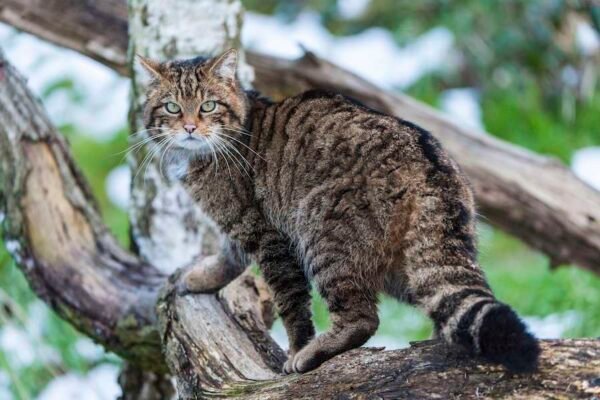 Scotland's wildlife misses out on millions in species recovery funding as environment agencies are merged