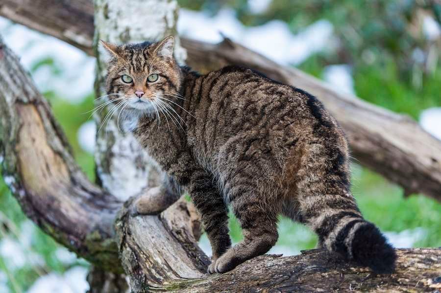 Scotland's wildlife misses out on millions in species recovery funding as environment agencies are merged
