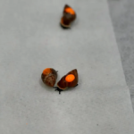 Shell-Shocked Sanctuary: 500 Snails Set Sail to Reclaim Tahitian Roots