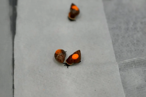 Shell-Shocked Sanctuary: 500 Snails Set Sail to Reclaim Tahitian Roots