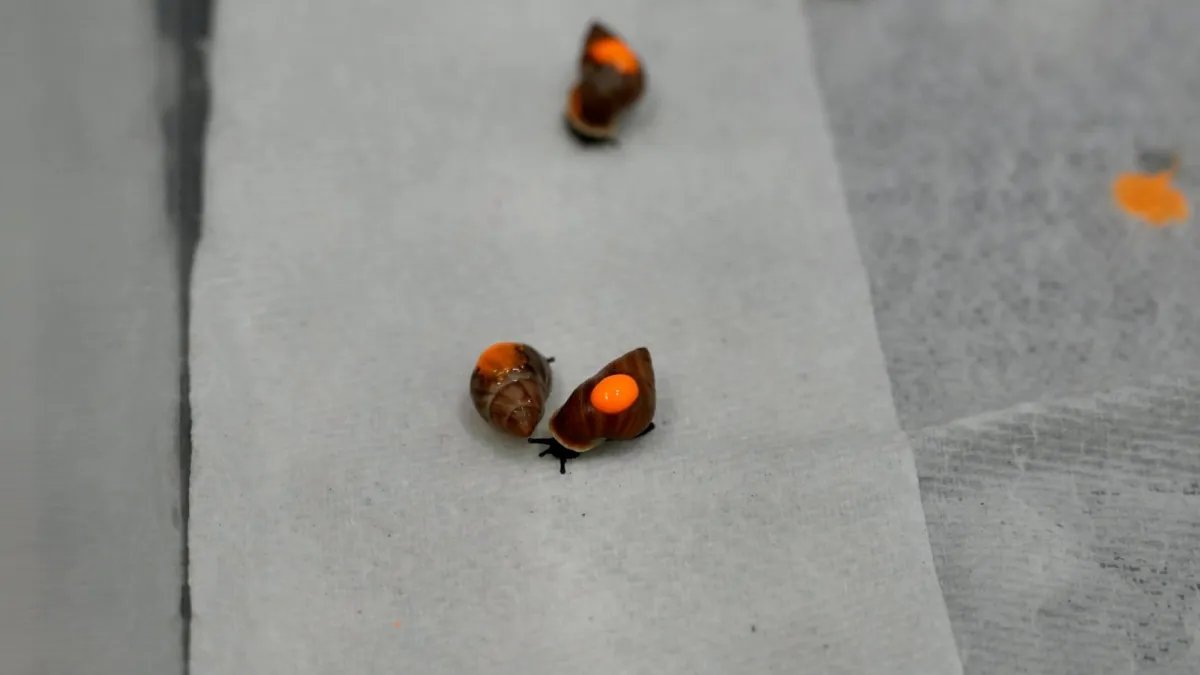 Shell-Shocked Sanctuary: 500 Snails Set Sail to Reclaim Tahitian Roots