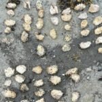 Shellfish Poaching Crackdown: Five Fined in Vancouver Island Bust
