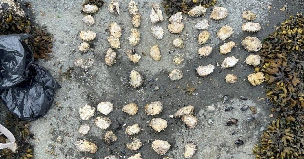Shellfish Poaching Crackdown: Five Fined in Vancouver Island Bust