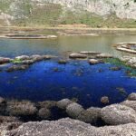 Silent Conquest: How a Microscopic Invader Is Reshaping a Greek Lagoon
