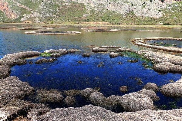 Silent Conquest: How a Microscopic Invader Is Reshaping a Greek Lagoon