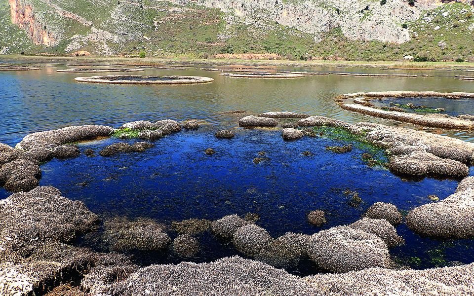 Silent Conquest: How a Microscopic Invader Is Reshaping a Greek Lagoon