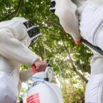 Silent Killers in the Canopy: Environment Minister Warns Asian Hornet Nests Pose Grave Public Safety Threat