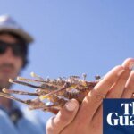Silent Tide: Toxic Bloom Eradicates South Australia’s Iconic Sea Dragons