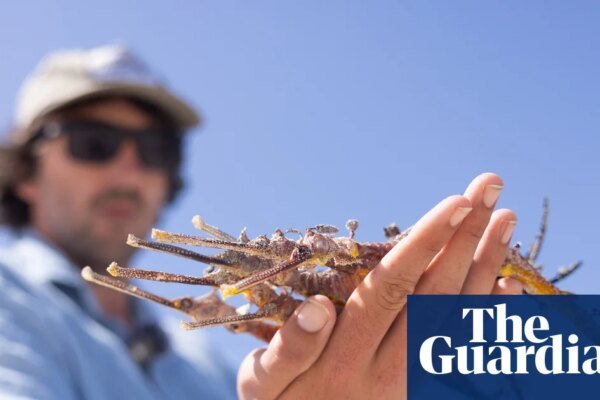 Silent Tide: Toxic Bloom Eradicates South Australia’s Iconic Sea Dragons