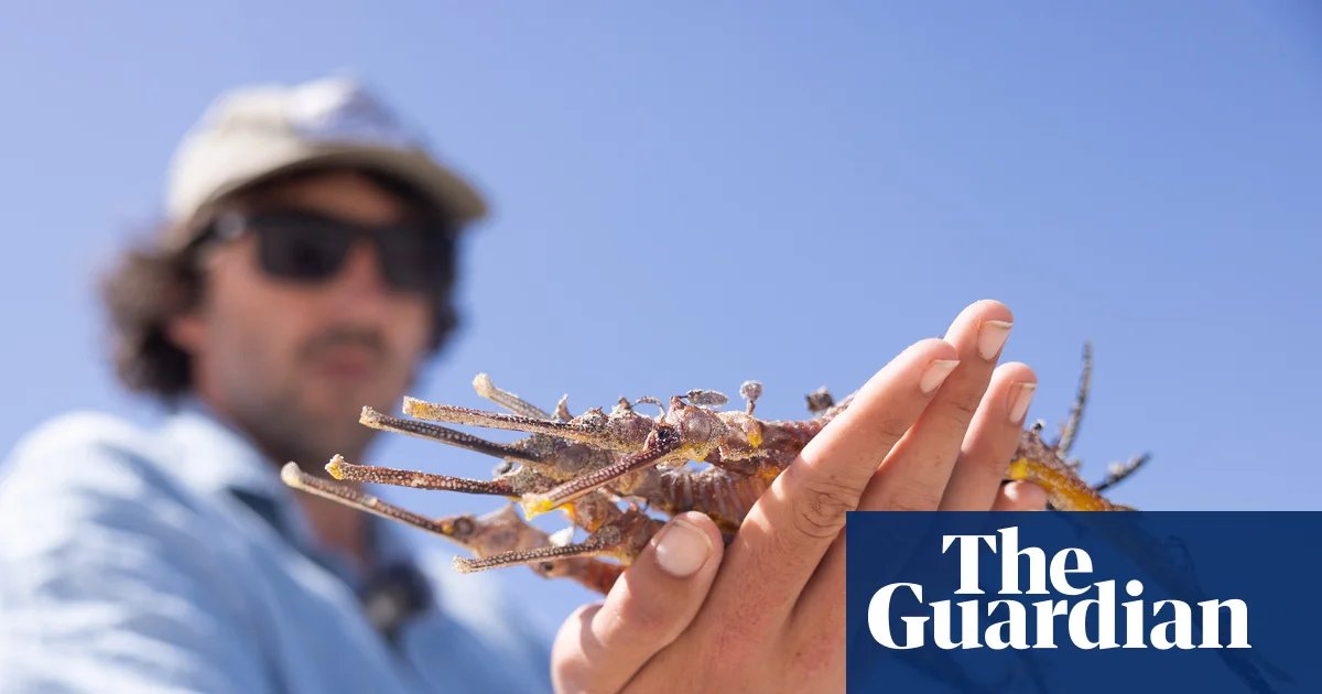 Silent Tide: Toxic Bloom Eradicates South Australia’s Iconic Sea Dragons