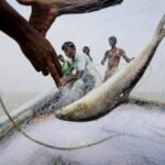 Silver Run: The Hidden Geography Behind Kolkata’s Hilsa Obsession