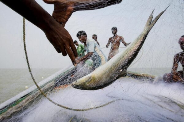 Silver Run: The Hidden Geography Behind Kolkata’s Hilsa Obsession