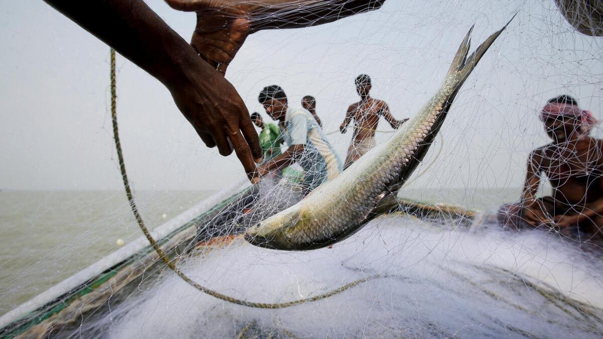 Silver Run: The Hidden Geography Behind Kolkata’s Hilsa Obsession