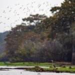 Sinking Basin: New Watchdog Panel Scrambles to Save Atchafalaya’s Future