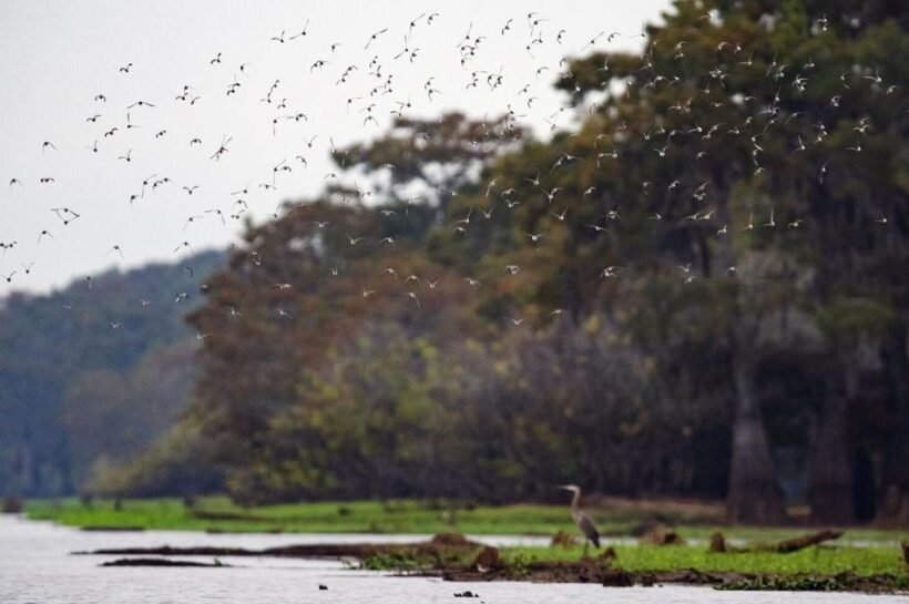 Sinking Basin: New Watchdog Panel Scrambles to Save Atchafalaya&rsquo;s Future