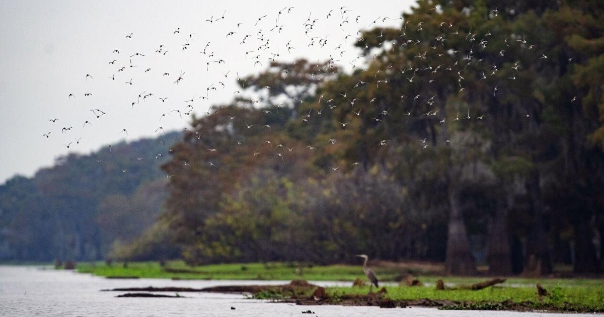 Sinking Basin: New Watchdog Panel Scrambles to Save Atchafalaya’s Future