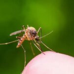Slaying the Silent Killer: USF Breakthrough Marks New Era for Malaria Eradication