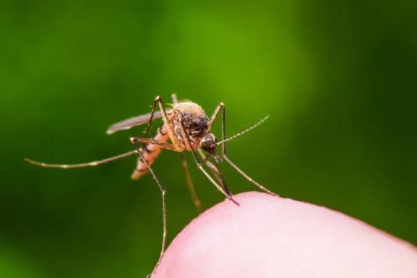 Slaying the Silent Killer: USF Breakthrough Marks New Era for Malaria Eradication