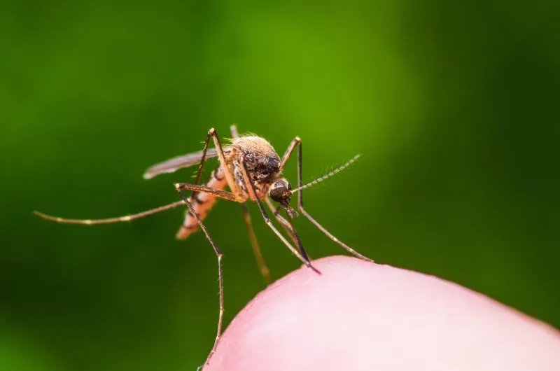 Slaying the Silent Killer: USF Breakthrough Marks New Era for Malaria Eradication