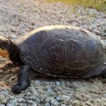 Slow and Steady Wins the Crossing: Maine’s First Turtle Tunnel Welcomes Endangered Blanding’s Pioneer