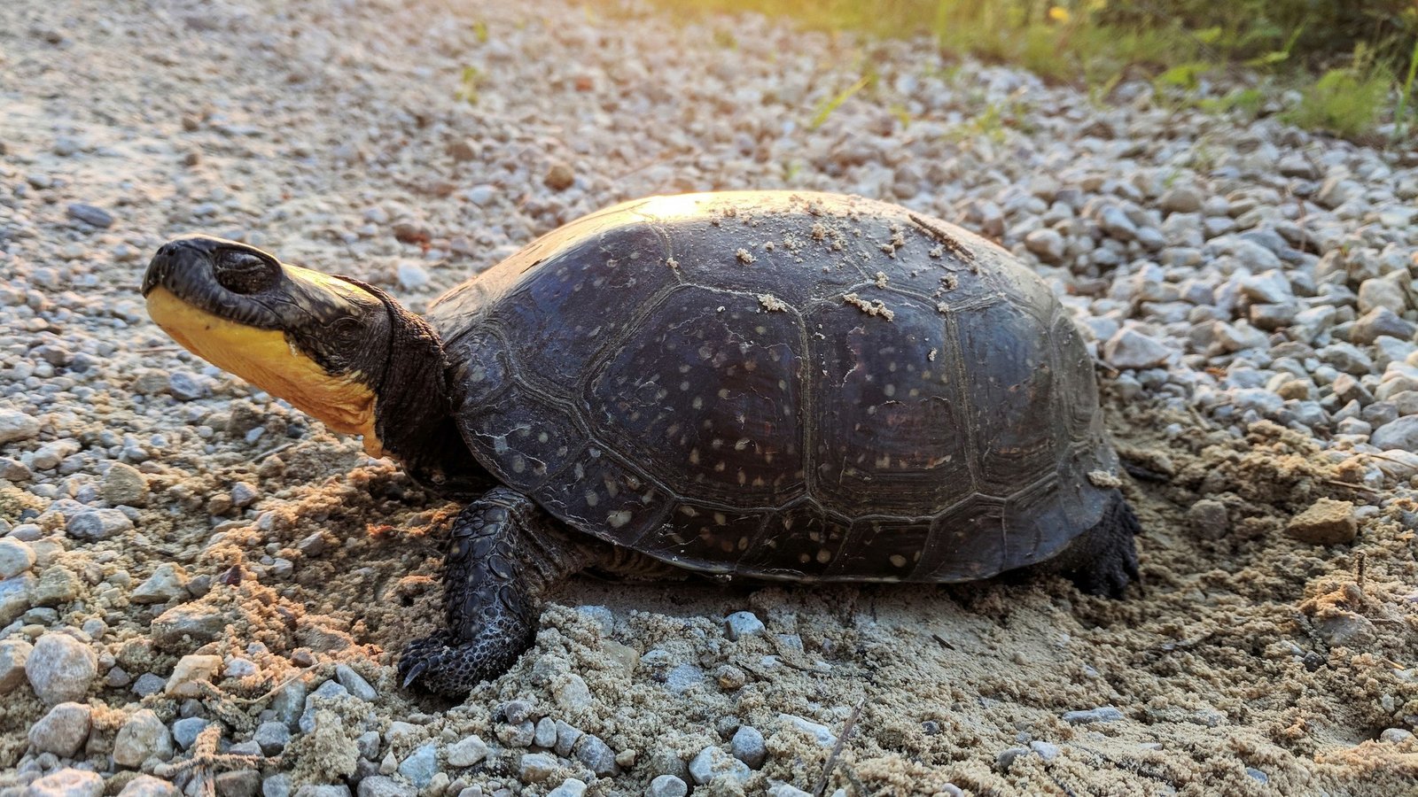 Slow and Steady Wins the Crossing: Maine’s First Turtle Tunnel Welcomes Endangered Blanding’s Pioneer
