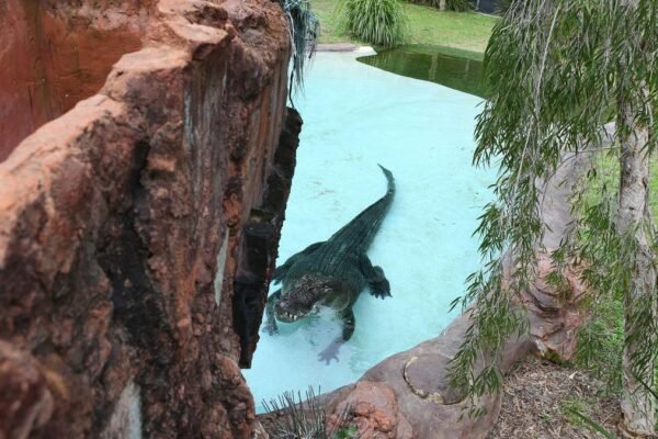 Snap Decision: Teenagers Charged After Late-Night Perth Zoo Crocodile Stunt