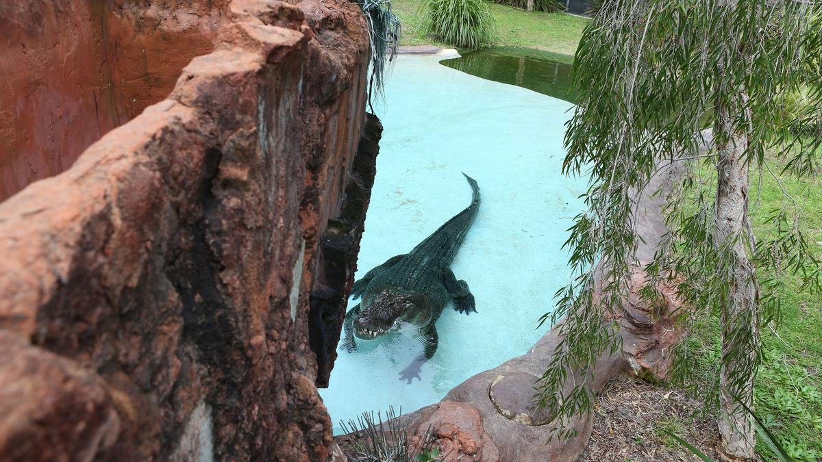Snap Decision: Teenagers Charged After Late-Night Perth Zoo Crocodile Stunt