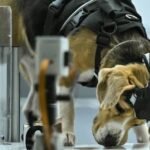 Sniffing Out Survival: India’s Canine Cancer Detectives Partner with AI to Revolutionize Early Diagnosis