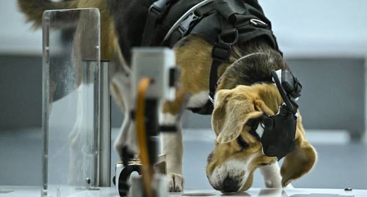 Sniffing Out Survival: India’s Canine Cancer Detectives Partner with AI to Revolutionize Early Diagnosis
