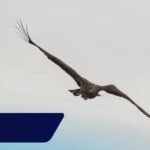 Soaring Against the Odds: 'Miracle' Eagle Makes Triumphant Return Three Years After Near-Fatal Fall