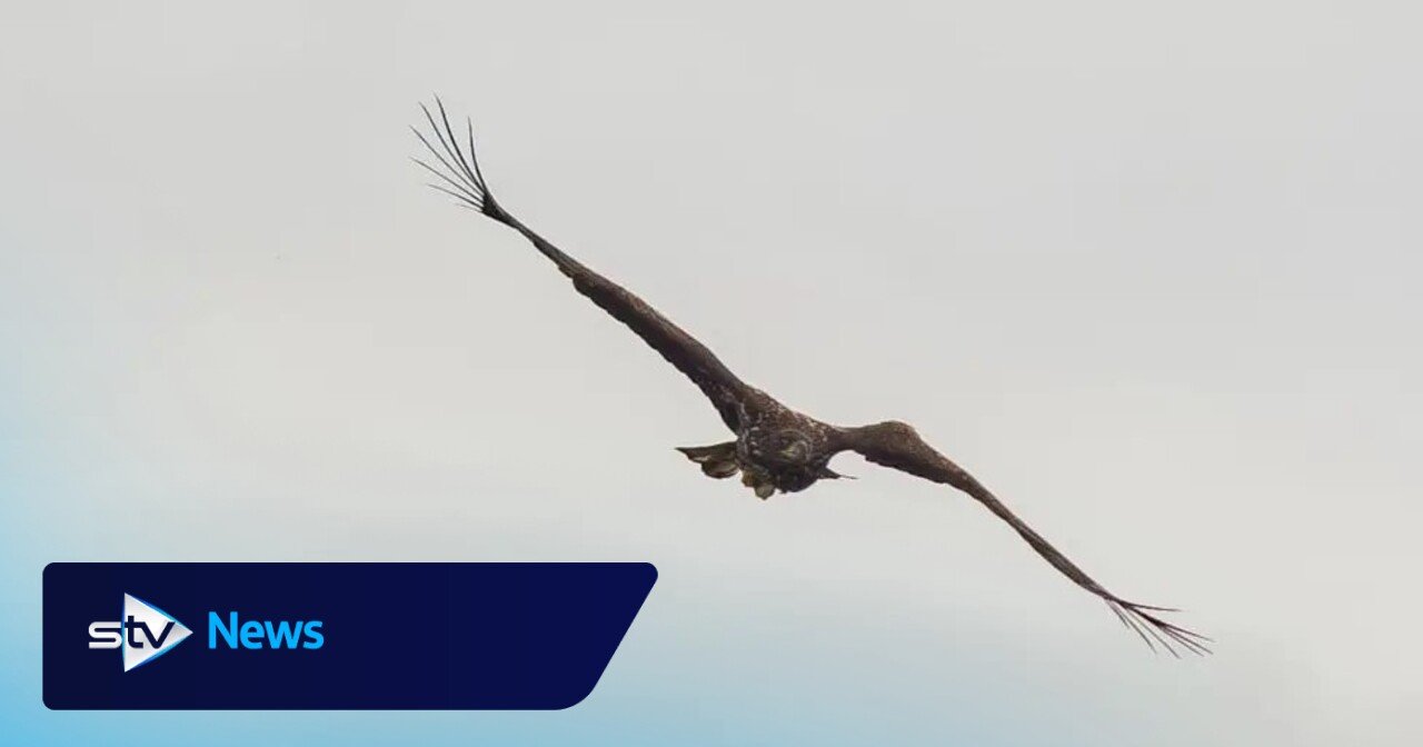 Soaring Against the Odds: 'Miracle' Eagle Makes Triumphant Return Three Years After Near-Fatal Fall